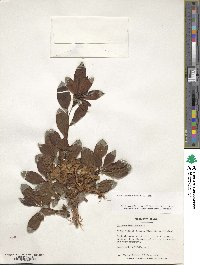 Rhododendron viscosum image