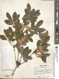 Rhododendron viscosum image