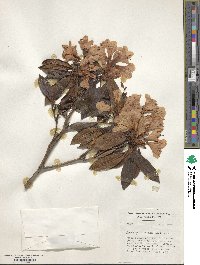 Rhododendron rubiginosum image
