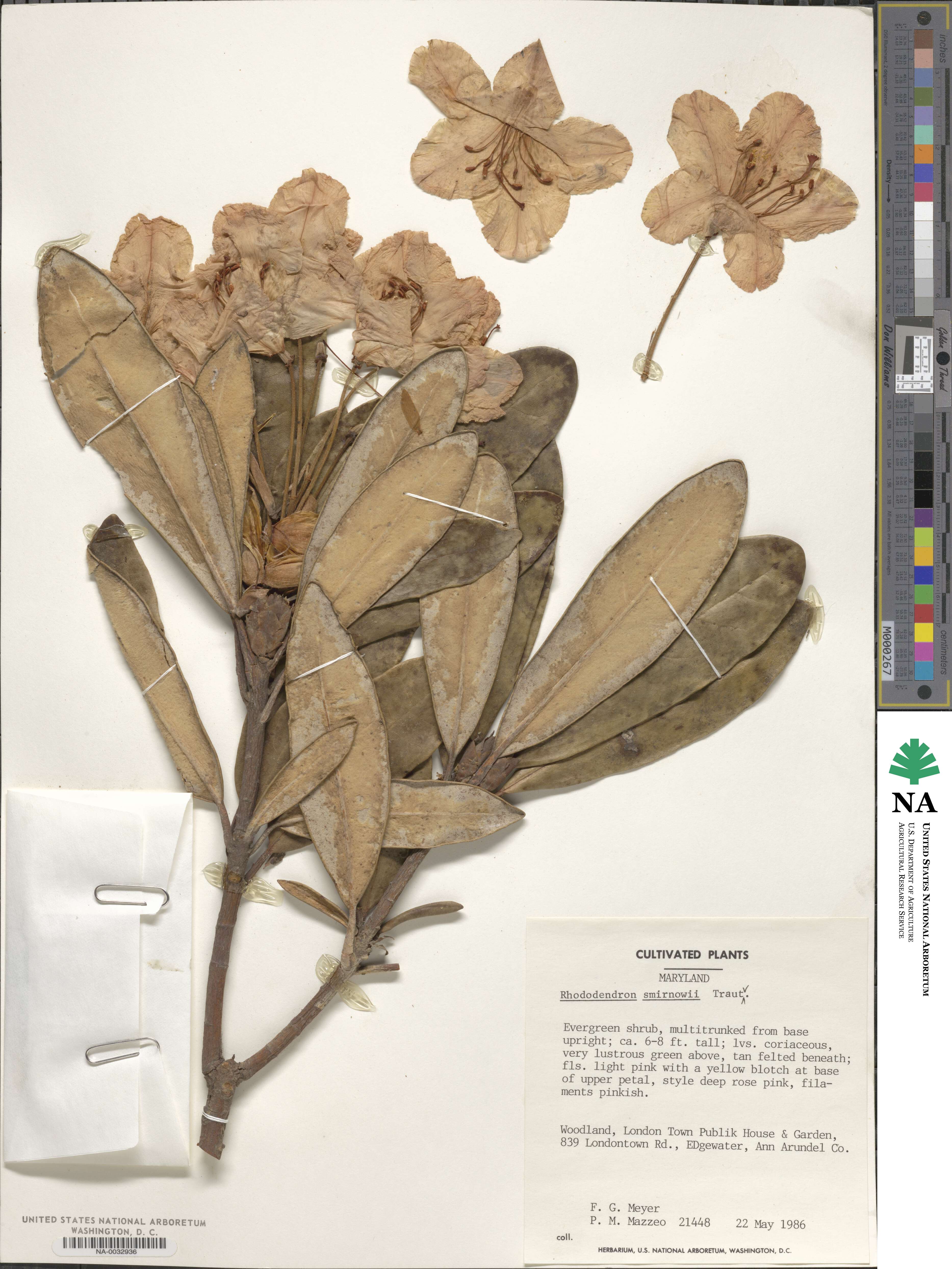 Rhododendron smirnowii image