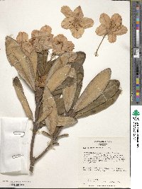 Rhododendron smirnowii image