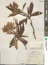 Rhododendron smirnowii image