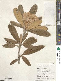 Rhododendron smirnowii image