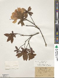 Rhododendron scabrum image