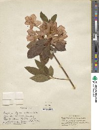 Rhododendron scabrum image