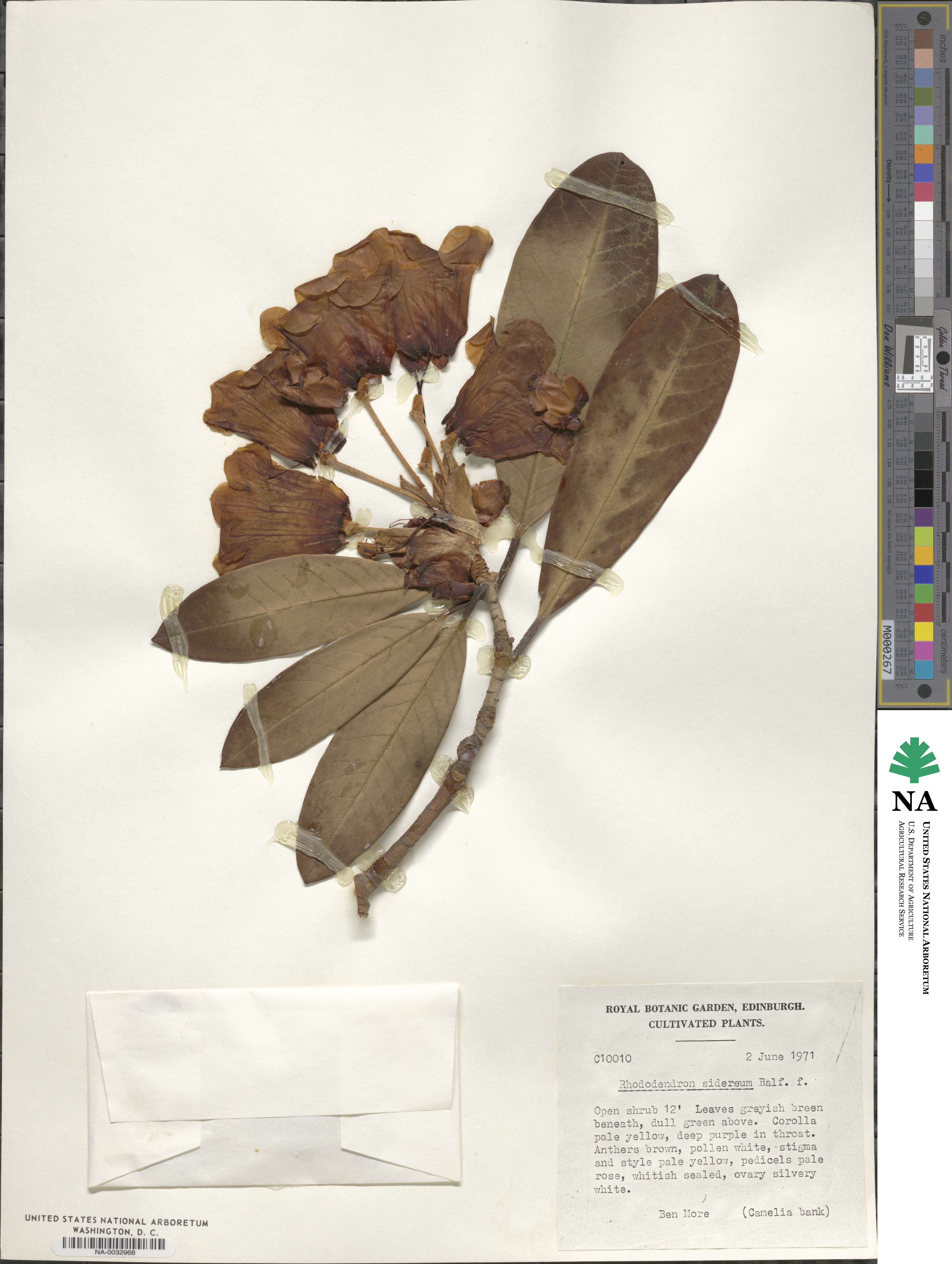 Rhododendron sidereum image