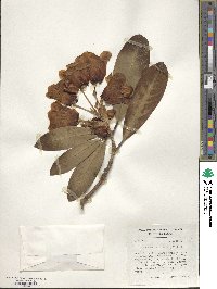 Rhododendron sidereum image