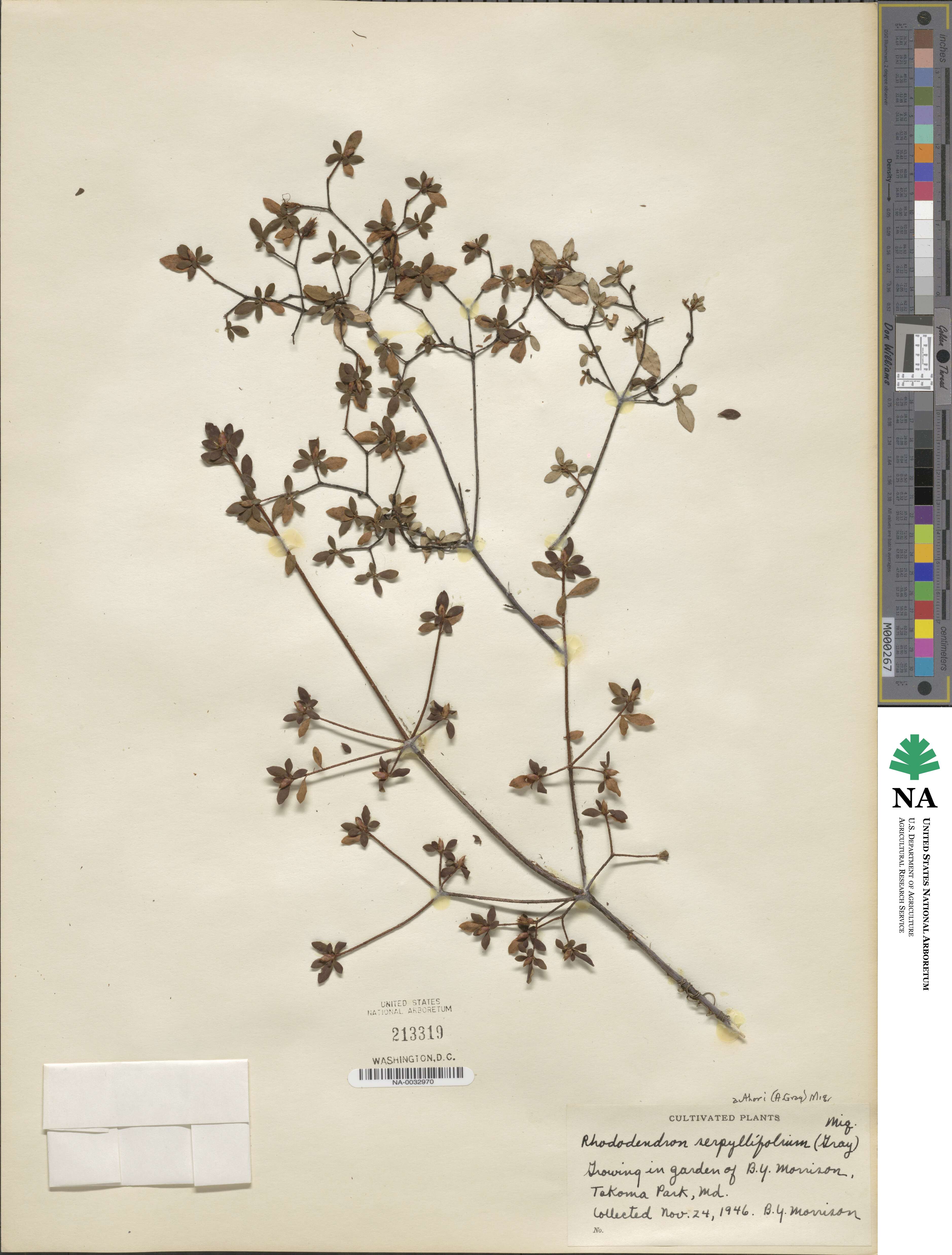 Rhododendron serpyllifolium image