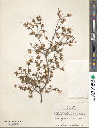 Rhododendron serpyllifolium image