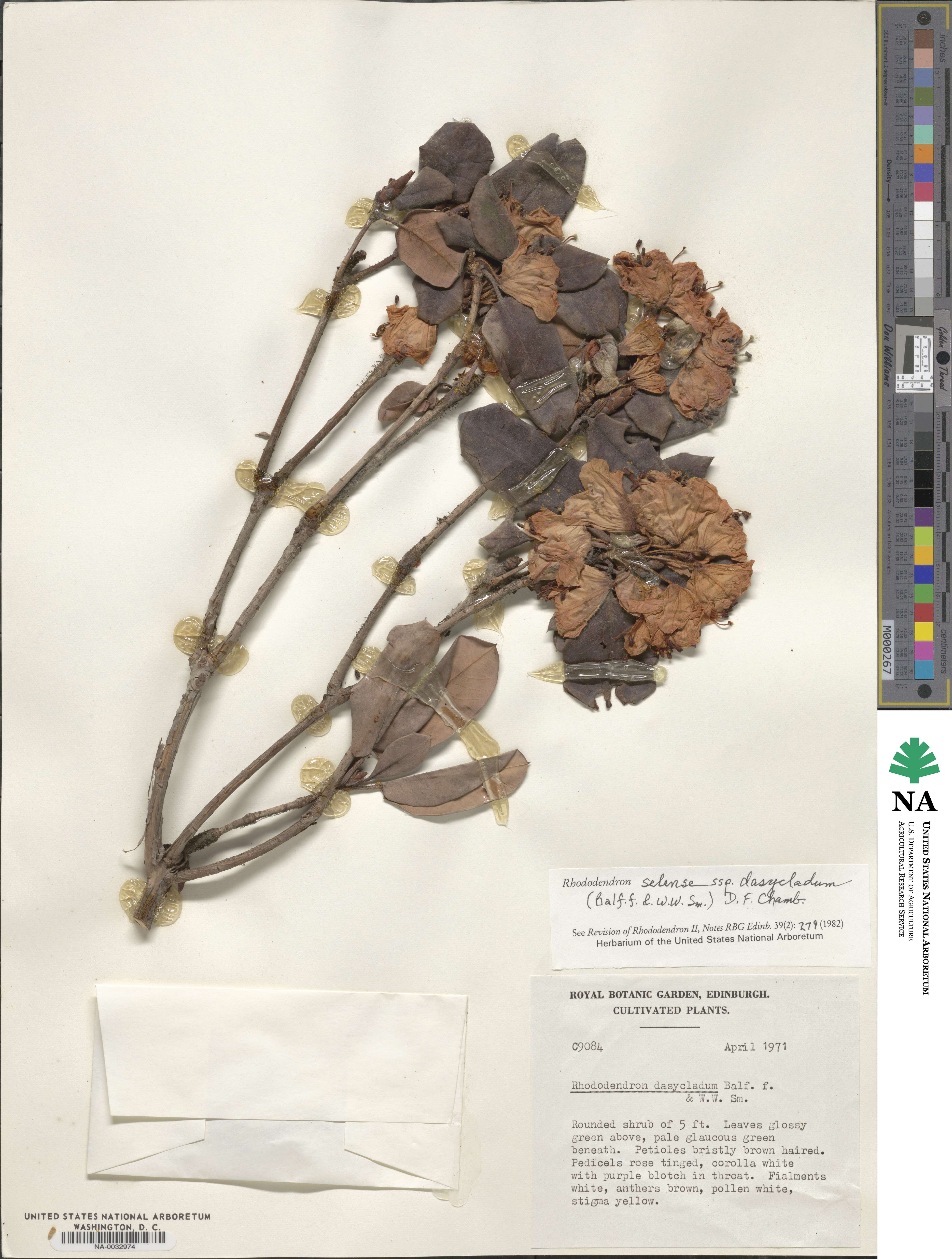 Rhododendron selense subsp. dasycladum image