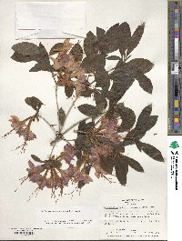 Rhododendron cumberlandense image