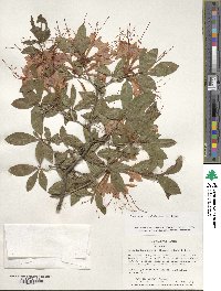 Rhododendron cumberlandense image