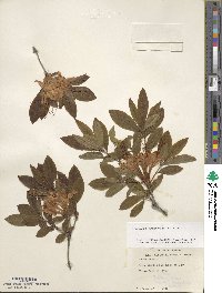 Rhododendron cumberlandense image