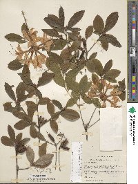 Rhododendron cumberlandense image