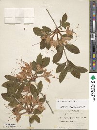 Rhododendron cumberlandense image