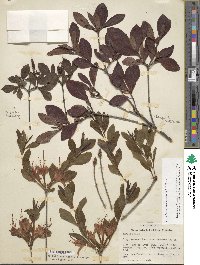 Rhododendron cumberlandense image