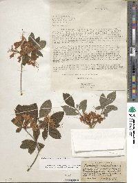 Rhododendron cumberlandense image