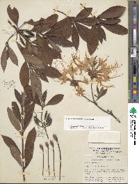 Rhododendron canescens image
