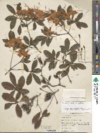 Rhododendron cumberlandense image