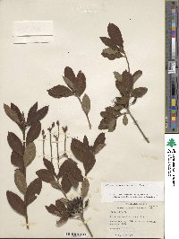 Rhododendron cumberlandense image