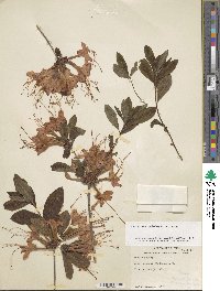 Rhododendron cumberlandense image