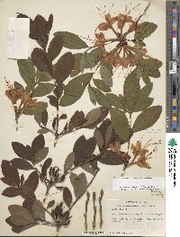 Rhododendron cumberlandense image