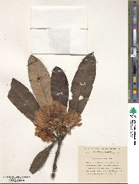 Rhododendron coriaceum image