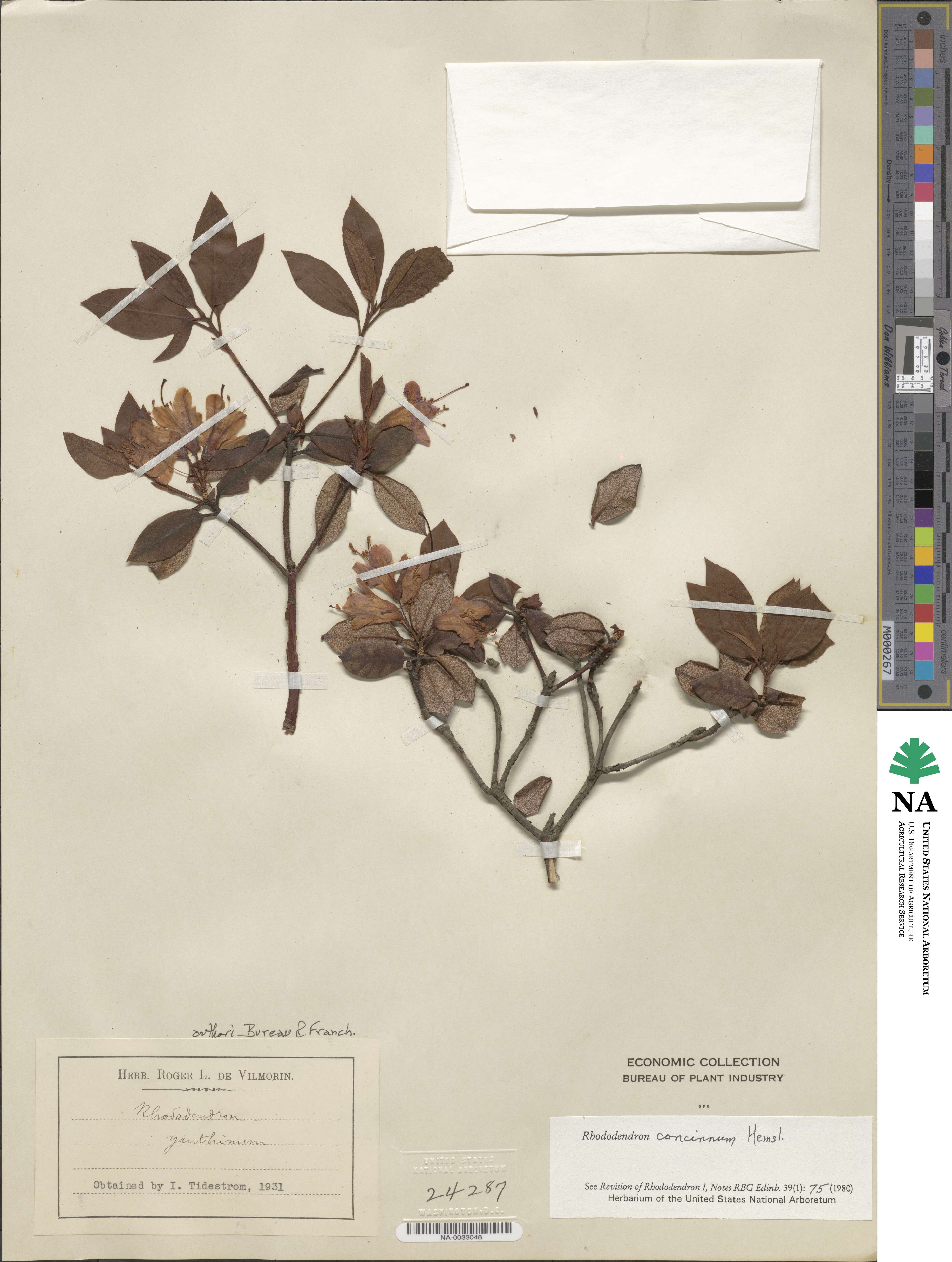 Rhododendron concinnum image