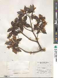 Rhododendron concinnum image