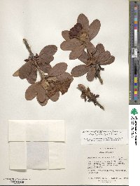 Rhododendron citriniflorum var. horaeum image