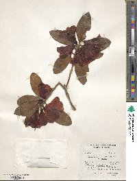 Rhododendron cinnabarinum image