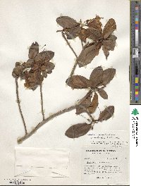 Rhododendron cinnabarinum image