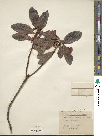 Rhododendron cinnabarinum image