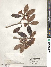 Rhododendron cinnabarinum image