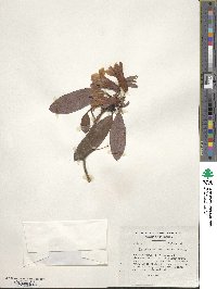 Rhododendron cinnabarinum image