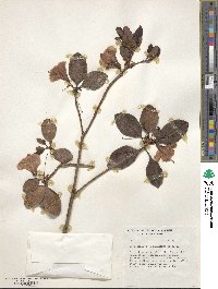 Rhododendron cinnabarinum image