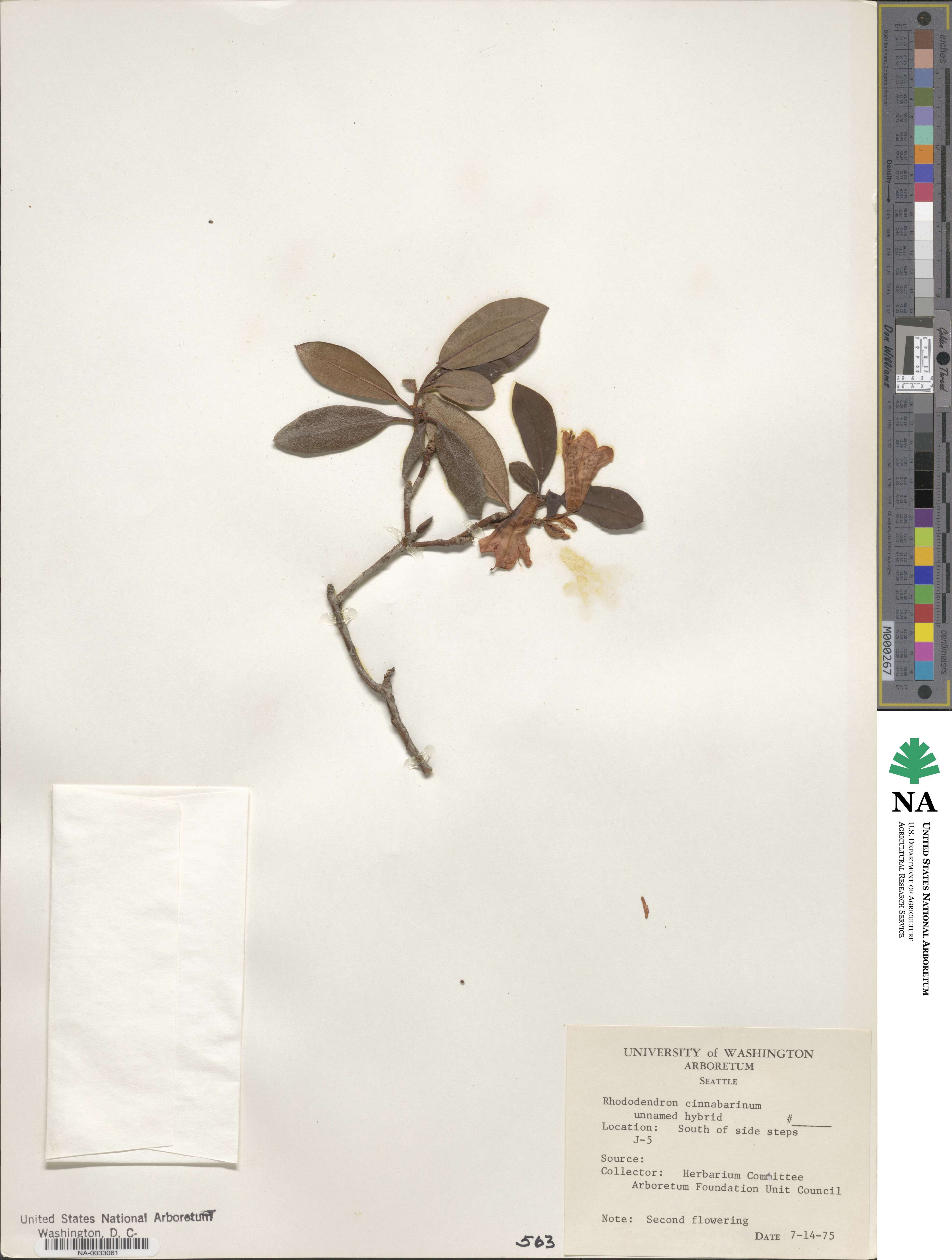 Rhododendron cinnabarinum image