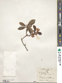 Rhododendron cinnabarinum image