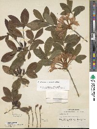 Rhododendron cumberlandense image