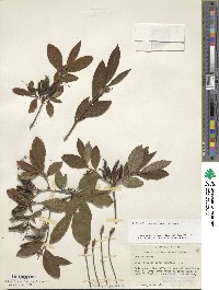 Rhododendron cumberlandense image