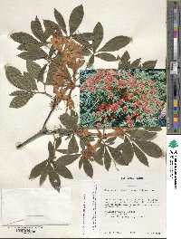 Rhododendron cumberlandense image