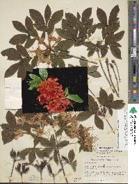 Rhododendron cumberlandense image