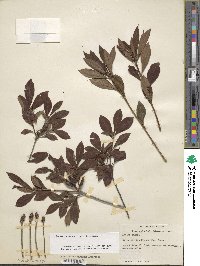 Rhododendron cumberlandense image