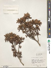 Rhododendron cephalanthum image