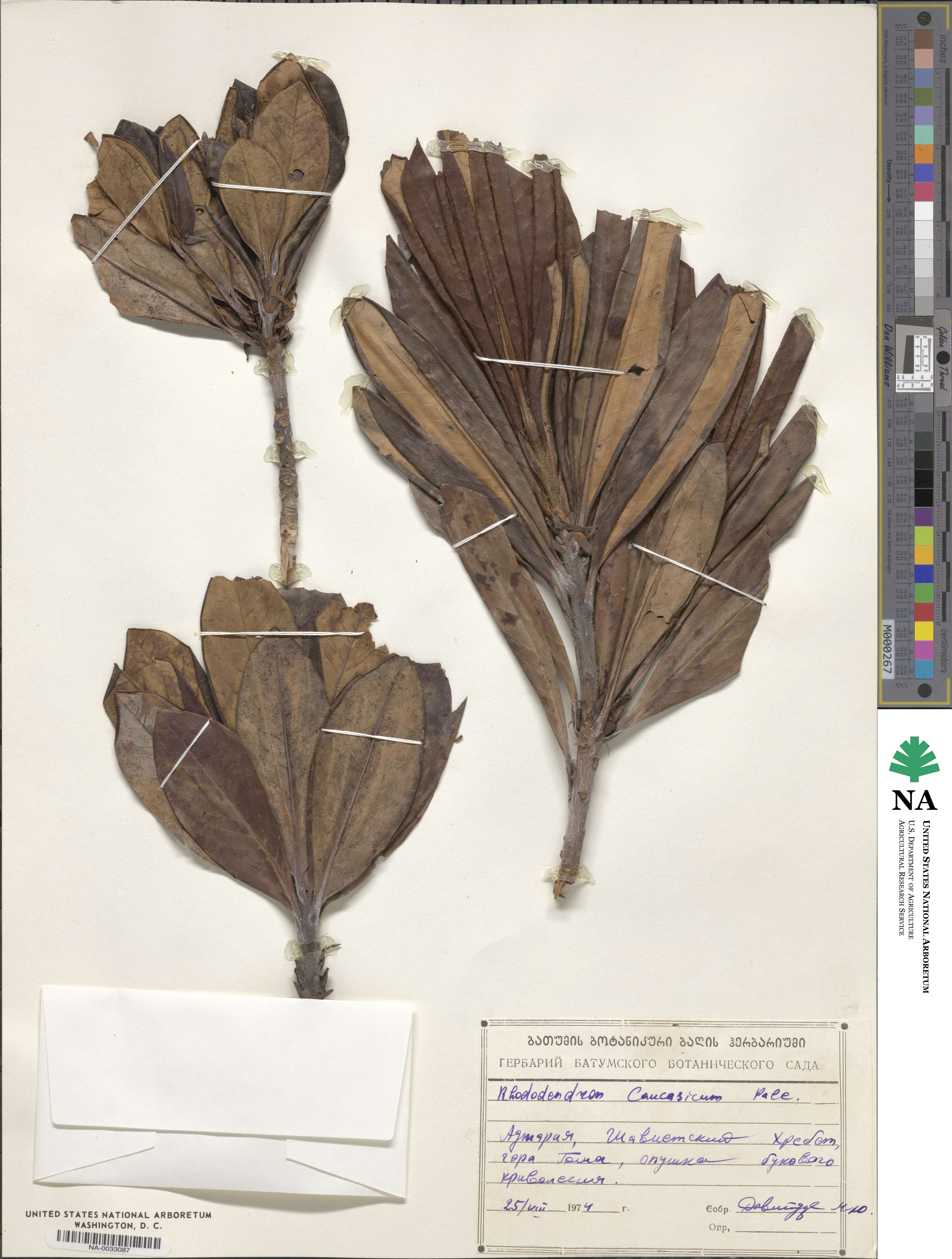 Rhododendron caucasicum image