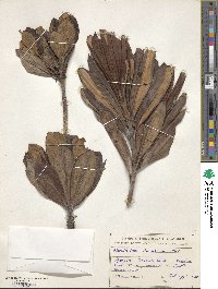 Rhododendron caucasicum image