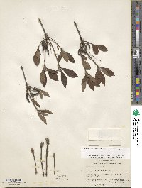 Rhododendron flammeum image