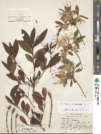 Rhododendron flammeum image