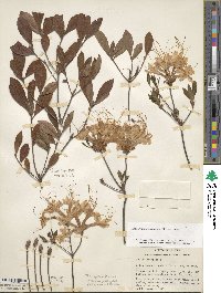 Rhododendron flammeum image