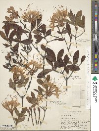 Rhododendron flammeum image